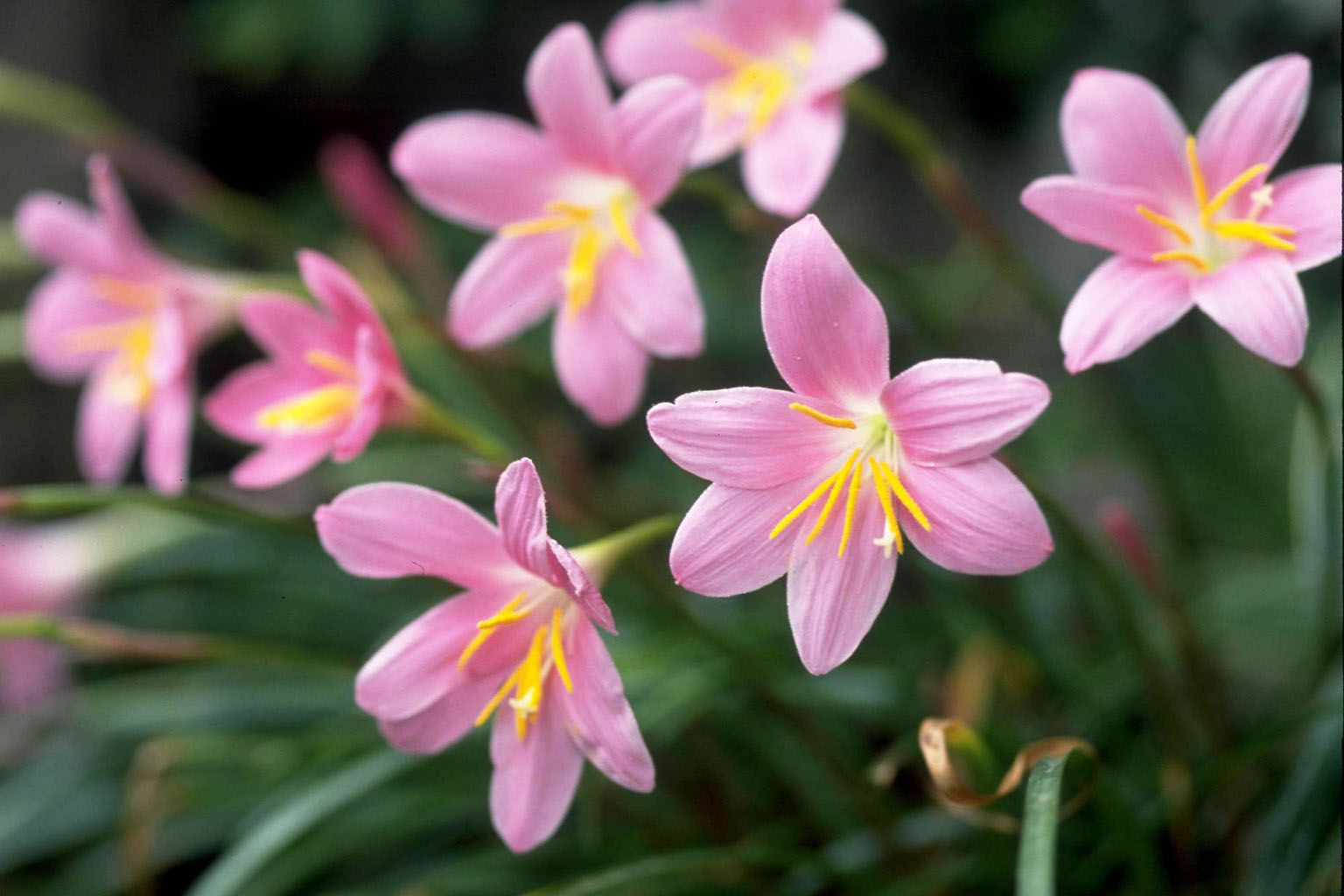 花園グリーンセンター