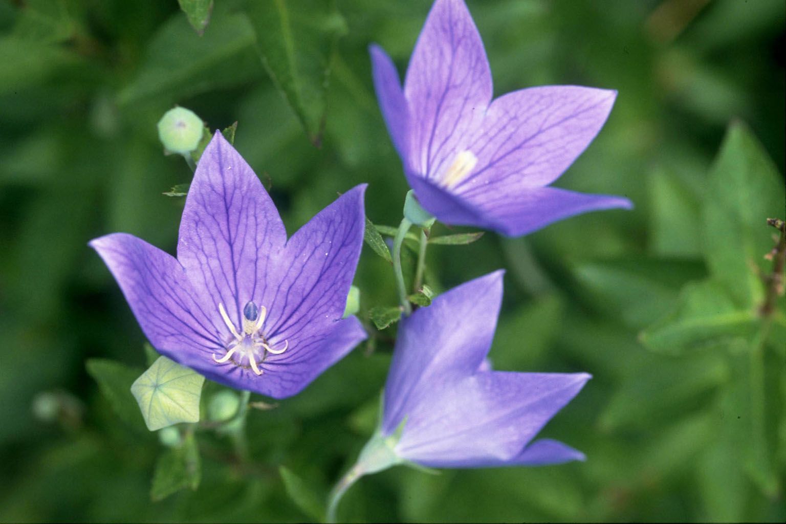 池上花屋