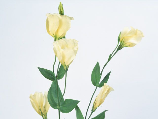 菅谷生花