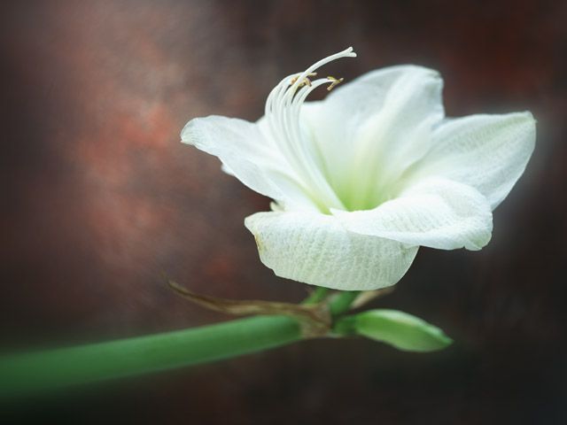 株式会社花亀