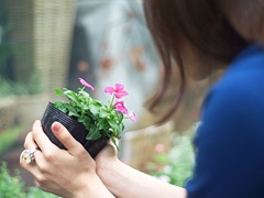 鉢植えの選び方の画像