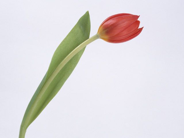 花や