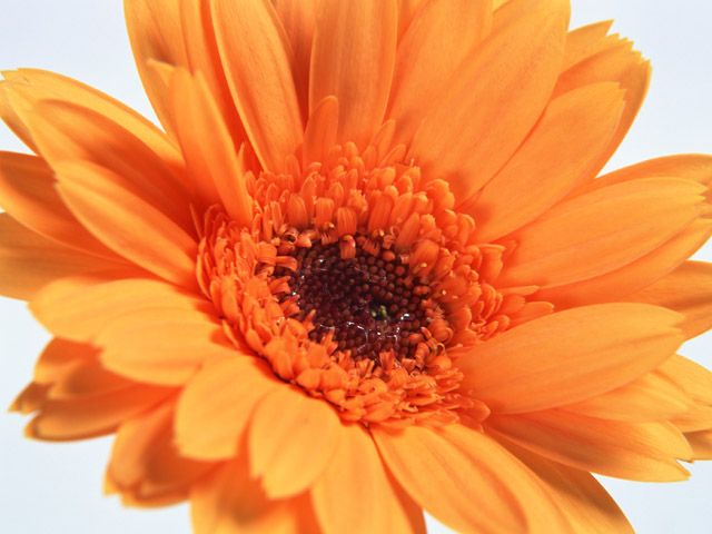 株式会社はな屋の花まる